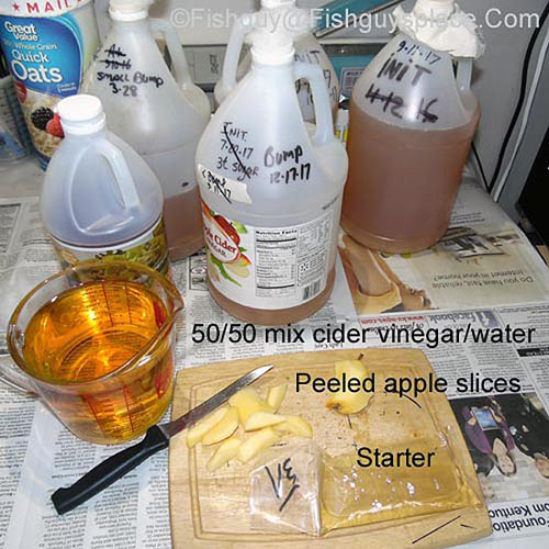 Vinegar eel culture materials