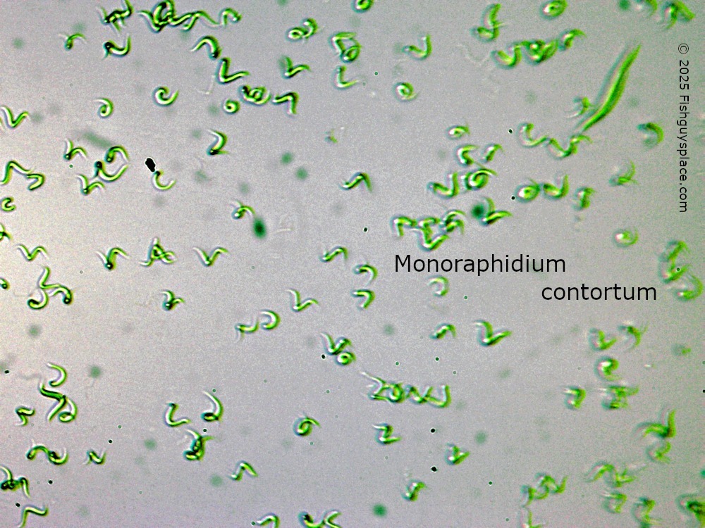 contortum microphoto