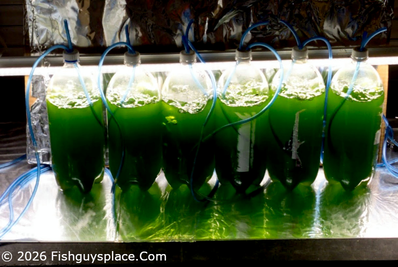 six two-liter cultures