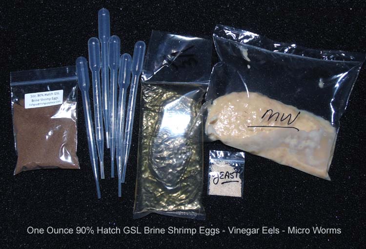 Image of brine shrimp eggs and cultures