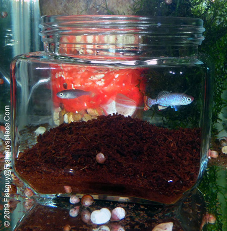 spawning jar