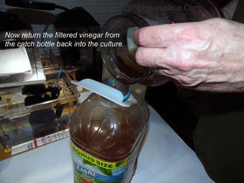 Vinegar eel culture materials