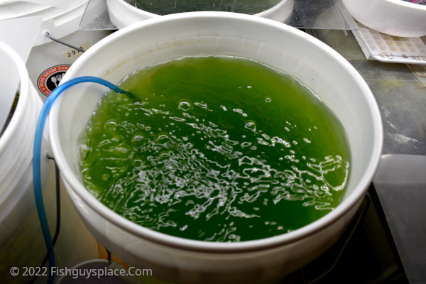 Large bucket of Chlorella