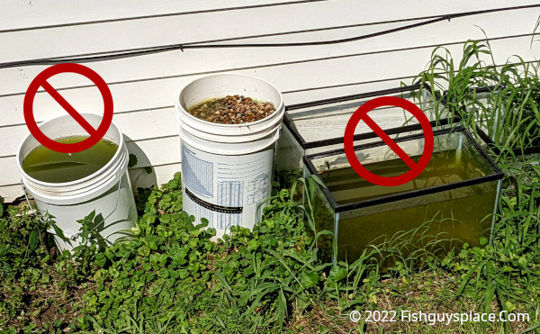 Green water in outside buckets