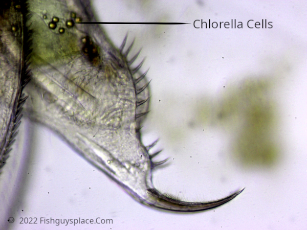 Chlorella on Daphnia