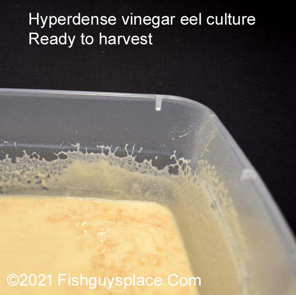 hyperdense vinegar eel culture photo