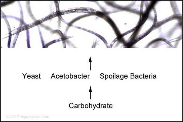 culture food chain diagram