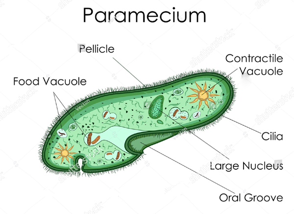 paramecium diagram