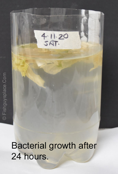 paramecium culture container