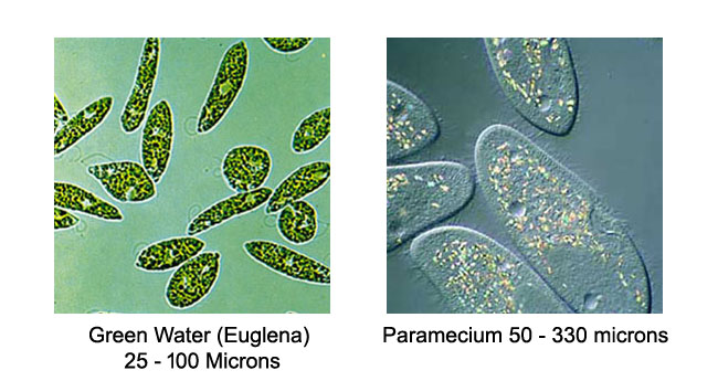 euglena and paramecium
